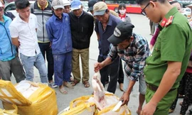 Kiểm tra, tạm giữ gần nửa tấn thịt heo sữa không rõ nguồn gốc, bốc mùi hôi khi vận chuyển qua địa bàn TT-Huế