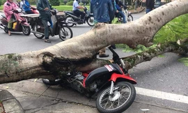 Hiện trường cây đổ 