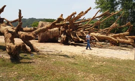 Qua kiểm tra thực tế và đối chiếu với hồ sơ, thì cả 3 cây cổ thụ tập kết tại phường Phú Bài thời gian vừa qua đều là cây Đa sộp.