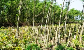 Cây cối trồng mới dày dặc chen giữa những gốc keo tràm còn sót lại sau bão để chờ... đền bù.