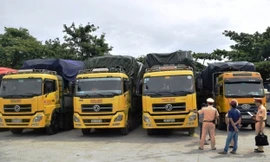 Tạm giữ 4 xe tải chở hàng vượt quá giới hạn chiều dài cho phép, do 4 lái xe không có giấy phép điều khiển