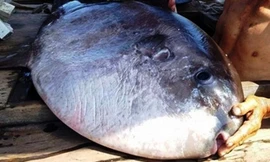 Ngư dân câu được cá lạ, chưa từng thấy trong 20 năm đi biển