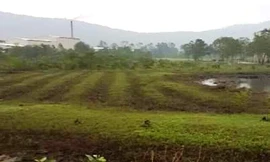 Những thửa đất trồng mía tại xã Lộc Tiến được "phù phép" thành đất riêng của người nhà cán bộ