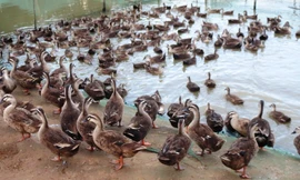 Theo cơ quan chức năng, vịt nuôi đàn nếu không tuân thủ quy hoạch chăn nuôi sẽ nảy sinh rủi ro, dịch bệnh, gây ô nhiễm môi trường. Ảnh minh họa