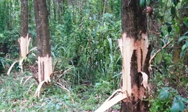 Cây trồng của dân nằm cạnh lô rừng cao su của Bí thư Đảng ủy xã Phong Xuân bị chặt phá, hủy hoại