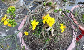 Một trong những cây mai quý hàng chục năm tuổi có giá trị hàng chục triệu đồng trước đó bj kẻ gian lấy cắp đã được Công an thành phố Huế điều tra, thu hồi trả lại cho dân