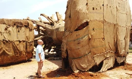 Các cây "kỳ quái" tập kết ven đường tránh Huế đang chờ hồ sơ chứng minh hoạt động khai thác, vận chuyển lâm sản hợp pháp