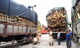 Lực lượng CSGT TT-Huế lại phát hiện, xử lý hàng loạt xe ô tô chở gỗ vi phạm vượt tải, tài xế không có bằng lái
