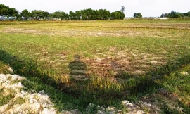 Không còn cây trồng nào sống sót trên những diện tích đất lúa rộng lớn ven đầm phá ở huyện Phú Vang.