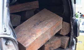 Xe chở gỗ lậu vi vu trên Quốc lộ 1, qua mặt nhiều lực lượng chức năng trước khi bị CSGT TT-Huế chặn bắt