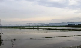 Mưa lớn do áp thấp nhiệt đới, hàng nghìn ha cây trồng úng ngập