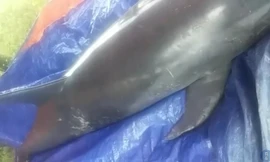 Xác cá heo còn nguyên vẹn được phát hiện ở rất xa vùng biển một cách bí ẩn