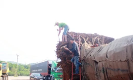 Theo lãnh đạo Sở GTVT TT-Huế, các cây cổ thụ "khủng" hiện kẹt lại tại tỉnh này nếu có cắt gọt hạ tải thêm cũng không giảm trọng lượng được là bao, nên phương án này là không còn khả thi