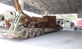 Một xe tải kéo thùng rơ mooc chở cây "quái thú" sau khi rời bãi tập kết cũ chừng 2km theo hướng Huế - Quảng Trị đã tấp vào cây xăng ven Quốc lộ 1 thuộc phường Thủy Phương, thị xã Hương Thủy, TT-Huế