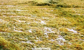 Hơn 16.000 ha lúa đông xuân chín vàng sắp thu hoạch tại TT-Huế đã bị mưa lớn nhấn chìm trong bể nước.