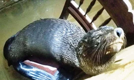 Con vật giống hải cẩu xứ lạnh được người dân TT-Huế phát hiện tại biển Thuận An, sau đó đưa về nhà chăm sóc