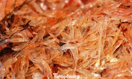 Con ruốc (một loài tép biển) lần đầu tiên xuất hiện dày đặc tại vùng ven biển TT-Huế sau hàng chục năm, mang lại thu nhập cao cho bà con ngư dân.