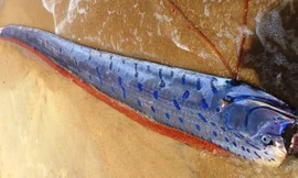 Xác cá Hố rồng dài đến 4 mét vừa dạt vào bờ biển TT-Huế. Ảnh: A.K