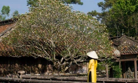 Phụ nữ trong nước và nước ngoài khi tham quan di tích Huế được miễn phí vé vào cổng nếu mặc trang phục áo dài truyền thống (ảnh minh họa)