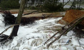 Mức độ sạt lở bờ biển tại xã Vinh Hải ngày càng trở nên nghiêm trọng vào thời điểm cuối năm, nơi đây nguy cơ bị nước biển xé toang cả dải rừng phòng hộ, nước mặn tràn vào ruộng đồng