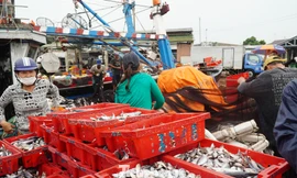 Những mẻ cá cuối cùng cập cảng tại TT-Huế trước khi bão số 5 đi vào đất liền.