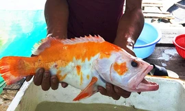 Loài cá này được ghi nhận chưa xuất hiện ở Việt Nam (ảnh M.Lê)