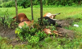 Hiện trường đàn bò bị sét đánh chết tại xã Phú Sơn