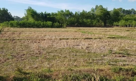 Ruộng đồng xã Phong Sơn hoang hóa vì khô hạn khốc liệt