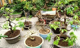 Hàng loạt cây mai cảnh bị Hậu lấy cắp đem bán lấy tiền tiêu xài cá nhân đã được công an thu hồi