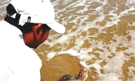 Đồi mồi quý hiếm được phát hiện trong vùng đầm phá Tam Giang - Cầu Hai, cách xa các cửa biển Tư Hiền và Thuận An.