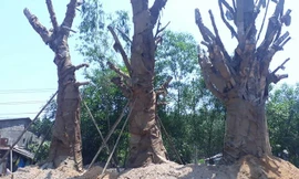 Văn phòng UBND tỉnh TT-Huế cho biết, việc xử lý về vận chuyển 3 cây cổ thụ “quái thú” này của chủ cây Kiều Văn Chương hiện không còn thuộc thẩm quyền của tỉnh này nữa