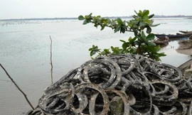 Sở NN&PTNT TT-Huế từng cho rằng, việc nuôi hàu bằng giá thể lốp xe cũ ở vùng nước nông và nhỏ sẽ có nguy cơ ảnh hưởng môi trường nước, làm mất đi hình ảnh đẹp thắng cảnh đầm Lập An.