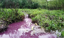 'Xanh mặt' với nước khe chuyển màu tím đỏ, nồng nặc mùi hôi bất thường