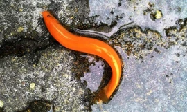 Tát hồ ở Huế bắt được cá chạch màu vàng óng hiếm gặp