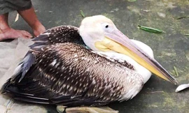 Con chim to lớn này khi xuống săn mồi ở đầm phá Cầu Hai thì bị ngư dân bắt được (nguồn ảnh FB)