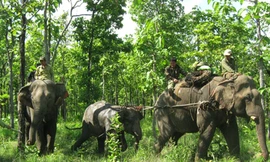 Hai voi nhà khống chế voi rừng
