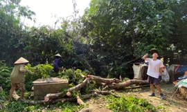  Người dân vùng 'rốn lũ' ở Hà Nội tất bật chuẩn bị ứng phó siêu bão 