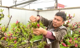 Đào 'khủng' đi đâu, về đâu sau vụ Tết sóng gió?