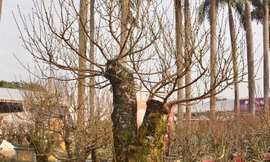 Đào rừng ghép với bích đào 'đổ bộ' phố phường Hà Nội