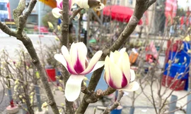 Xuất hiện loài hoa 'cạnh tranh' với đào, quất Tết năm nay