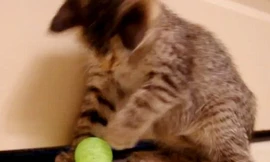 Chú mèo mù gây sốt mạng