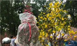 Mỗi chuyến xe ba gác chở hoa dịp Tết có giá từ 300-500 nghìn đồng.