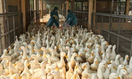 Chặn 900 con vịt nhiễm vi rút cúm gia cầm H5N6 trước khi vào lò mổ