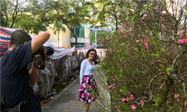 Đào Hà Nội giá rẻ rợp chợ hoa Sài Gòn ngày 29 Tết