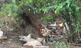 Ớn lạnh hình ảnh lợn chết vì dịch tả vứt la liệt trong rừng tràm ở Sài Gòn