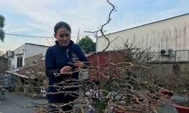 Những cây mai ‘khủng’ cho thuê giá hàng chục triệu đồng