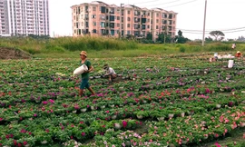 Làng hoa lớn nhất Sài Gòn tất bật vào mùa Tết