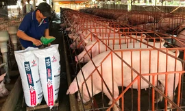 Nông dân 'thủ phủ heo' nơm nớp lo dịch xâm nhập