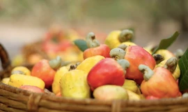  Tận thấy quy trình sản xuất hạt điều ở thủ phủ điều Bình Phước