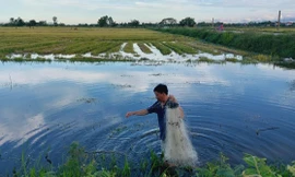 Mùa giăng lưới cá đồng